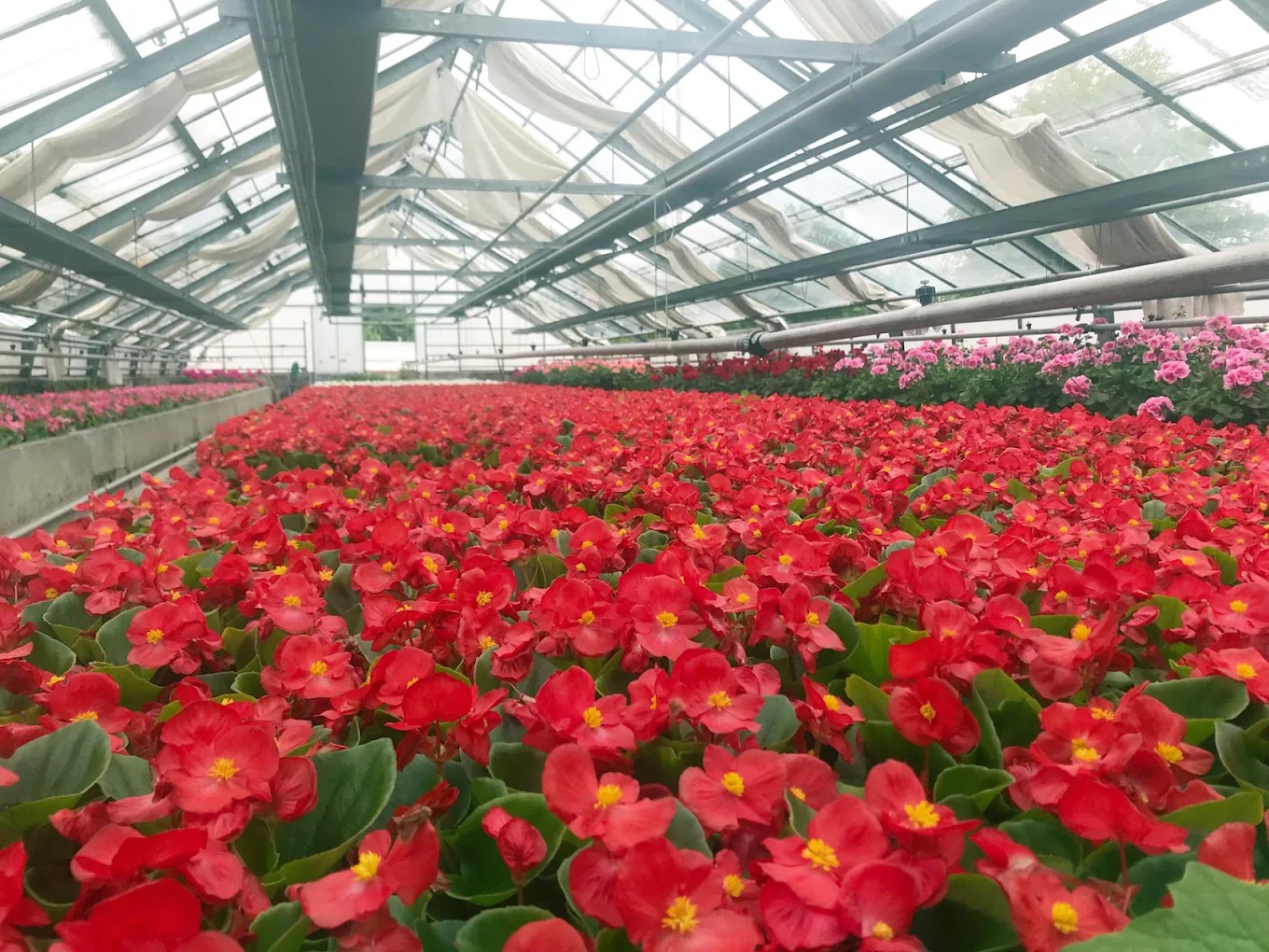 GD Fleurs – fleuriste 1212 Grand Lancy